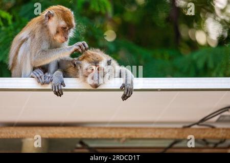 Ein Paar langschwänzige Makaken-Allogrooming auf einem Sonnendach, Singapur Stockfoto