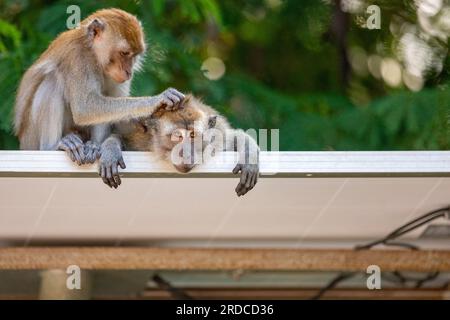 Ein Paar langschwänzige Makaken-Allogrooming auf einem Sonnendach, Singapur Stockfoto