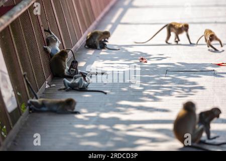 Ein Paar Langschwanzmakaken, die sich auf einer Brücke herumtreiben, während andere Mitglieder der Truppe herumspielen, Singapur Stockfoto