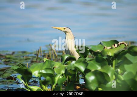 Kleine Bittern (Ixobrychus minutus) zwischen Wasserhyazinthen im Fluss Asi. Selektiver Fokus auf den Vogel. Stockfoto