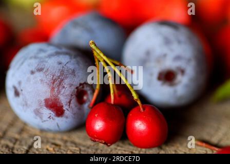 Essbare Wildfrüchte im Herbst: Schwarzdorn (Prunus spinosa) und Weißdorn (Crataegus monogyna). Stockfoto