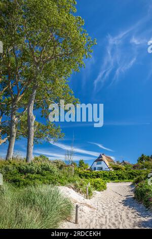 Geografie / Reise, Deutschland, Mecklenburg-Vorpommern, Ahrenshoop, Weg zum Strand in Ahrenshoop, ZUSÄTZLICHE-RECHTE-FREIGABE-INFO-NICHT-VERFÜGBAR Stockfoto