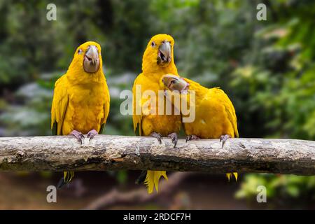 Drei goldene Sittiche/goldene Konturen (Guaruba Guarouba) hoch oben in einem Baum, neotropischer Papagei, der im Amazonasbecken im Inneren von Nordbrasilien heimisch ist Stockfoto