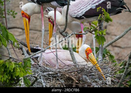 Gelbschnabelstorche/Waldibisen (Mycteria ibis) auf Nest, afrikanische Watvögel, die im Süden der Sahara und Madagaskar heimisch sind Stockfoto