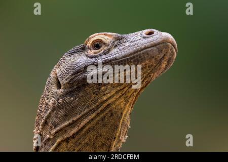 Komodo-Drache/Komodo-Monitor (Varanus komodoensis) aus nächster Nähe, Riesenechse, die auf den indonesischen Inseln Komodo, Rinca, Flores und Gili Motang heimisch ist Stockfoto