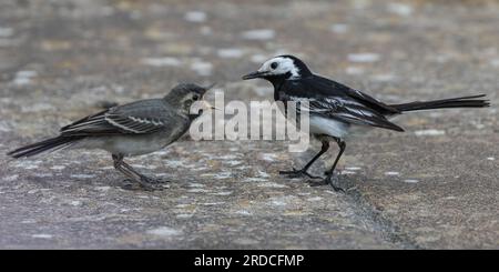 Eine Nahaufnahme der Action, bei der ein Rattenschwanz (Motacilla alba) ihr Baby füttert. Schnabel weit aufmachen. Suffolk, Großbritannien Stockfoto