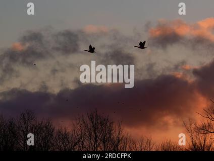 Ein farbenfroher Sonnenaufgang mit einem Paar Gänse, die im Flug gegen die aufgehende Sonne stehen. Suffolk, Vereinigtes Königreich Stockfoto