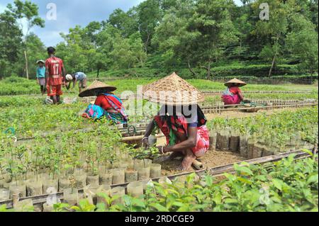 Sylhet, Bangladesch. 20. Juli 2023. Arbeiter des Malnicherra Tea Garden pflegen mehr als 25 Lacs Tea Pflanzen seit einem Jahr, die im kommenden Jahr von Juli bis August säen würden. Heutzutage sind alle Löhne 180 TK pro Tag. Am 20. Juli 2023 Sylhet, Bangladesch (Foto: MD Rafayat Haque Khan/Credit: Eyepix Group/Alamy Live News Stockfoto