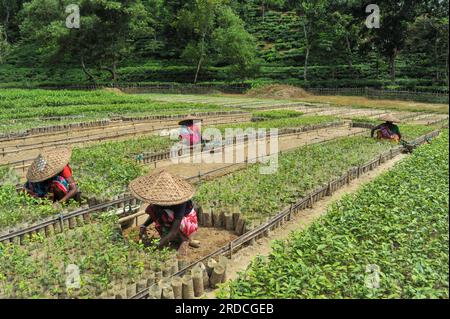 Sylhet, Bangladesch. 20. Juli 2023. Arbeiter des Malnicherra Tea Garden pflegen mehr als 25 Lacs Tea Pflanzen seit einem Jahr, die im kommenden Jahr von Juli bis August säen würden. Heutzutage sind alle Löhne 180 TK pro Tag. Am 20. Juli 2023 Sylhet, Bangladesch (Foto: MD Rafayat Haque Khan/Credit: Eyepix Group/Alamy Live News Stockfoto