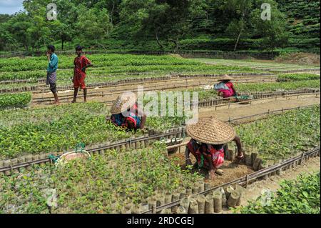 Sylhet, Bangladesch. 20. Juli 2023. Arbeiter des Malnicherra Tea Garden pflegen mehr als 25 Lacs Tea Pflanzen seit einem Jahr, die im kommenden Jahr von Juli bis August säen würden. Heutzutage sind alle Löhne 180 TK pro Tag. Am 20. Juli 2023 Sylhet, Bangladesch (Foto: MD Rafayat Haque Khan/Credit: Eyepix Group/Alamy Live News Stockfoto