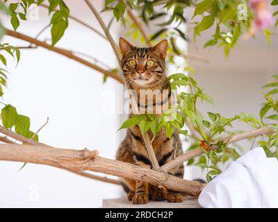 Die niedliche Tabby-Katze kletterte im Sommergarten über eine Zaunwand über einen Baum und sah aus. Türkische Katzen auf den Straßen von Antalya Stockfoto
