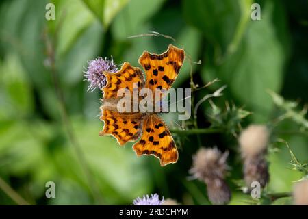 Comma Butterfly (Polygonia c-Album) on a Thistle Flower, Warwickshire, Großbritannien Stockfoto