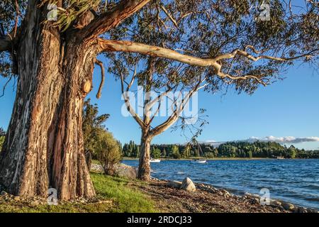 Geografie/Reise, Neuseeland, Southland, te Anau, ADDITIONAL-RIGHTS-CLEARANCE-INFO-NOT-AVAILABLE Stockfoto