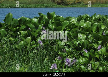 Blühende Wasserhyazinthen (Eichhornia crassipes) blühen im Fluss Asi. Stockfoto