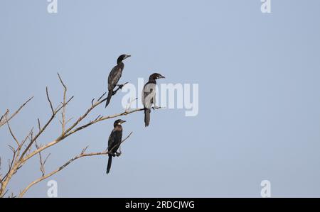 Eine Gruppe kleiner Kormorane auf einem Ast. Der kleine Kormoran gehört zur kormoranischen Seevögelfamilie. Stockfoto