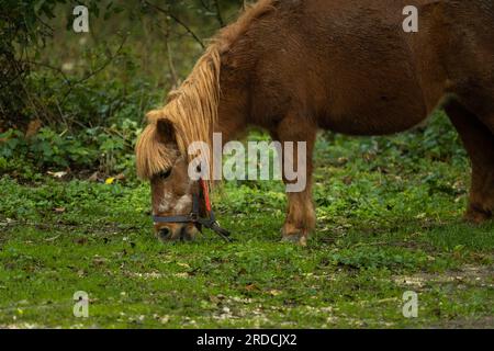 Ein Pony, das Gras auf der Wiese grast Stockfoto