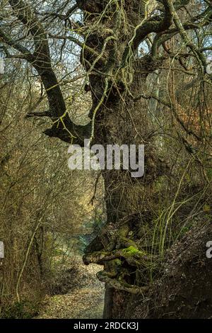 Eichenwurzeln halten den Boden einer Böschung. Abruzzen, Italien, Europa Stockfoto