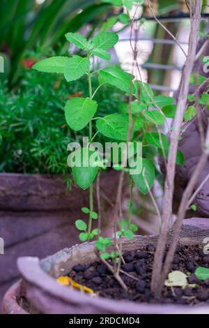 Göttlicher Tulsi-Baum tagsüber aus einzigartigen Perspektiven Stockfoto