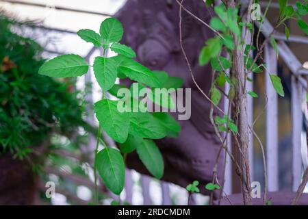 Göttlicher Tulsi-Baum tagsüber aus einzigartigen Perspektiven Stockfoto