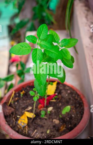 Göttlicher Tulsi-Baum tagsüber aus einzigartigen Perspektiven Stockfoto