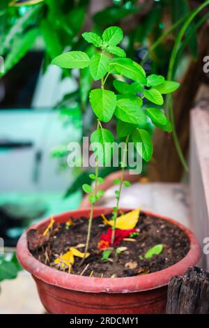 Göttlicher Tulsi-Baum tagsüber aus einzigartigen Perspektiven Stockfoto
