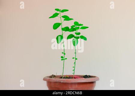 Heiliger Tulsi-Baum mit weißem Hintergrund aus einzigartigen Perspektiven Stockfoto