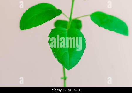 Heiliger Tulsi-Baum mit weißem Hintergrund aus einzigartigen Perspektiven Stockfoto