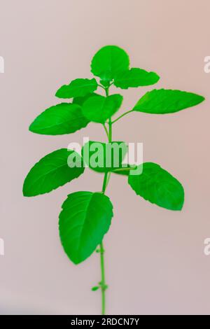Heiliger Tulsi-Baum mit weißem Hintergrund aus einzigartigen Perspektiven Stockfoto