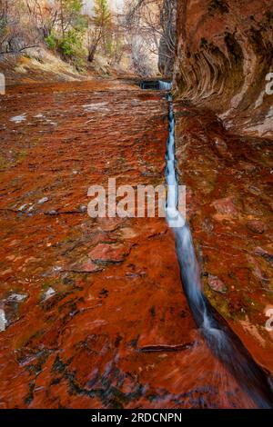 Zion-Nationalpark, U-Bahn Links Fork North Creek, Utah Stockfoto