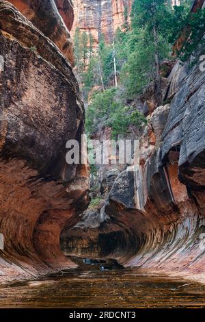 Zion-Nationalpark, U-Bahn Links Fork North Creek, Utah Stockfoto