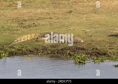 Nil-Krokodil Stockfoto