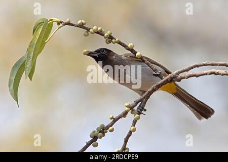 Dark-capped Bulbul Stockfoto