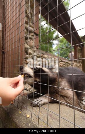 Waschbär-Gurgeln im Vogelhaus. Das kostet Essen. Kontaktzoo. Stockfoto