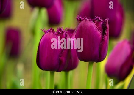 Tulipa „Curly Sue“ blühend (farbenfrohe kastanienbraune Köpfe, mehrjährige Pflanzen aus nächster Nähe) - englisches Blumenbeet im Landgarten, West Yorkshire England. Stockfoto