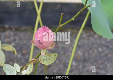 Blick aus einem hohen Winkel auf eine rosafarbene Lotusblume, die bereit ist, in einem kleinen Teich im Garten zu blühen Stockfoto