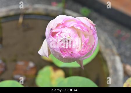 Blick aus einem hohen Winkel auf eine wilde rosa Lotusblume nach der Blüte auf einem kleinen Teich im Garten Stockfoto