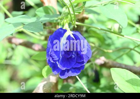 Nahaufnahme einer doppelt blühenden Blume einer asiatischen Taubenschwanz oder Schmetterlingserbse (Clitoria ternatea), dies ist weniger verbreitete Sorte Stockfoto