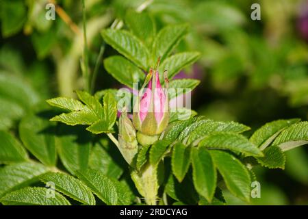 Noch nicht geöffnete Blütenknospe der Kartoffelrose Rosa rugosa Stockfoto