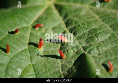 Die hellroten Gallenblasen der Limettenmilbe Eriophyes tiliae Stockfoto