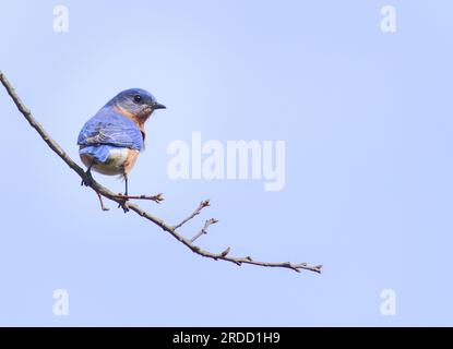 Im Spätwinter sitzt ein blauer Vogel auf einem Glied. Stockfoto