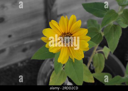 Eine Sonnenblumenpflanze in einem Garten vor einem entsättigten Hintergrund. Stockfoto