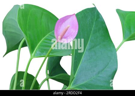 Anthuriumrosa Blütenkopf mit grünen Blättern, Laub, auf weißem Hintergrund. Stockfoto