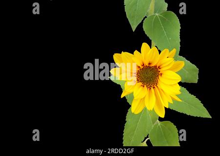 Eine junge Sonnenblume mit gelben Blüten und grünen Blättern vor schwarzem Hintergrund. Kopie s[Ace. Stockfoto