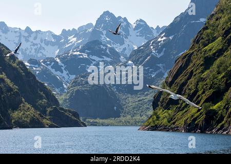 Blick auf den Trollfjord mit seinen steilen Mauern, Bergen mit Schneefeldern und fliegenden Möwen. Trollfjorden, Raftsundet Strait, Nordland, Norwegen Stockfoto