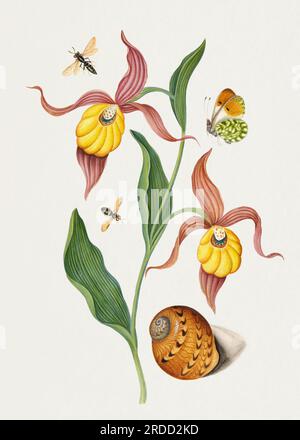 Bezauberndes Trio: Frauenschuh-Orchidee, Schmetterling und Muschel Stockfoto