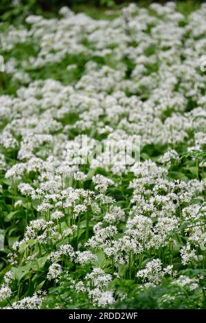 Wilder Knoblauch, Allium ursinum in schattigen Wäldern in Kingston Maurward Gardens Stockfoto