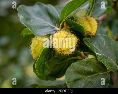 Borstenschalen Nüsse von Fagus sylvatica Rotundifolia, auch bekannt als Europäische Buche mit rundem Blätterblatt, die ihre einzigartige Konsistenz und Form aufweisen. Stockfoto