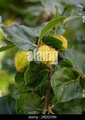 Borstenschalen Nüsse von Fagus sylvatica Rotundifolia, auch bekannt als Europäische Buche mit rundem Blätterblatt, die ihre einzigartige Konsistenz und Form aufweisen. Stockfoto