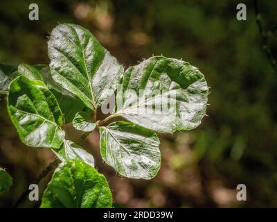 Glänzende runde Blätter von Fagus sylvatica Rotundifolia, auch bekannt als Europäische Rundblättrige Buche. Stockfoto