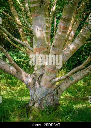 Erman's Birch (Betula Ermanii) mit seiner schälenden Paperienrinde. Stockfoto